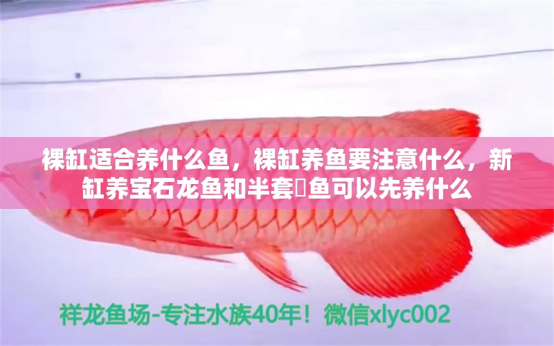 裸缸適合養(yǎng)什么魚，裸缸養(yǎng)魚要注意什么，新缸養(yǎng)寶石龍魚和半套魟魚可以先養(yǎng)什么 祥龍魚場其他產(chǎn)品 第1張