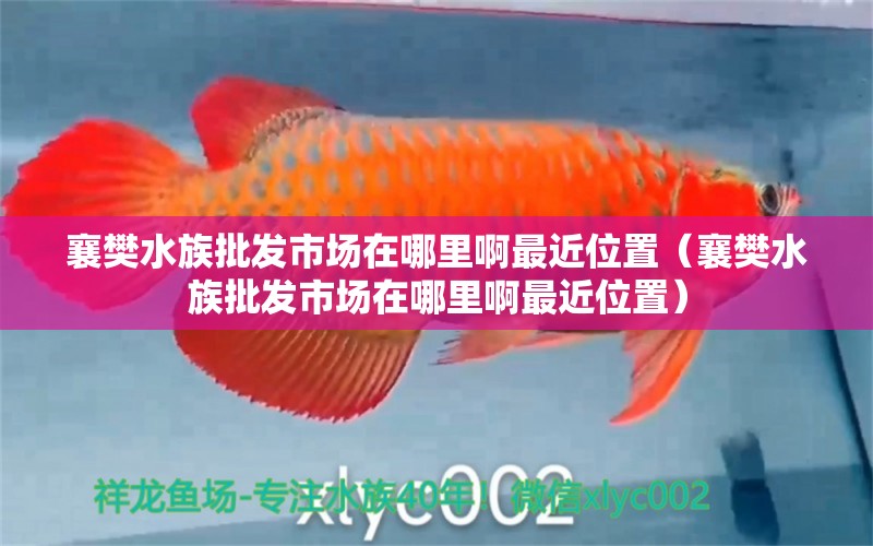 襄樊水族批發(fā)市場(chǎng)在哪里啊最近位置（襄樊水族批發(fā)市場(chǎng)在哪里啊最近位置） 觀賞魚水族批發(fā)市場(chǎng)