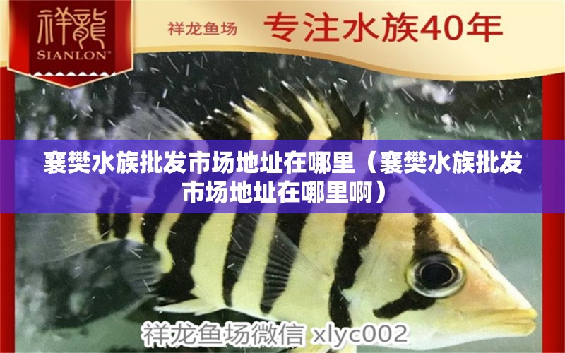 襄樊水族批發(fā)市場地址在哪里（襄樊水族批發(fā)市場地址在哪里?。? title=