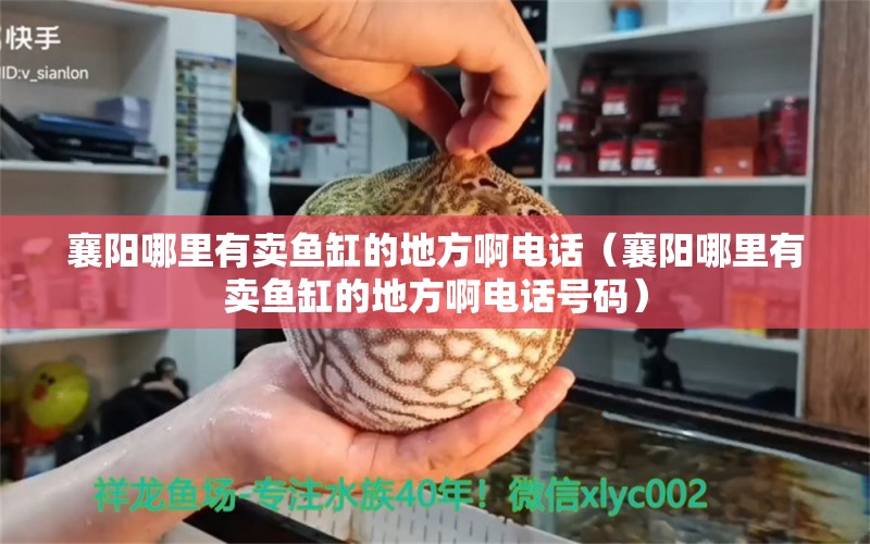 襄陽(yáng)哪里有賣魚缸的地方啊電話（襄陽(yáng)哪里有賣魚缸的地方啊電話號(hào)碼） 祥龍水族醫(yī)院