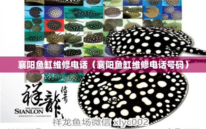 襄陽(yáng)魚缸維修電話（襄陽(yáng)魚缸維修電話號(hào)碼）