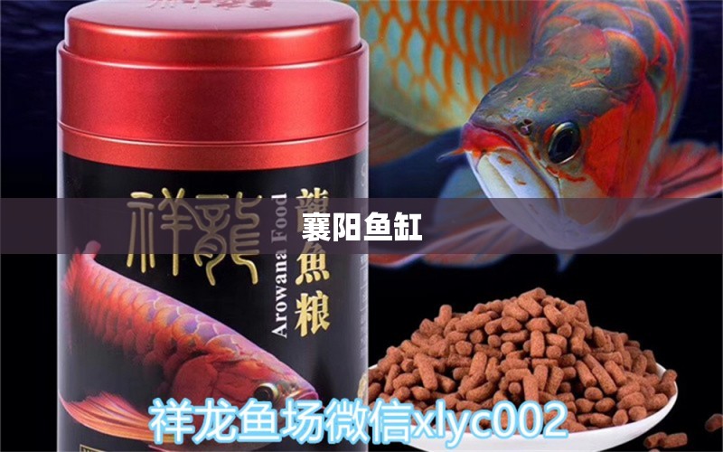 襄陽魚缸 其他品牌魚缸