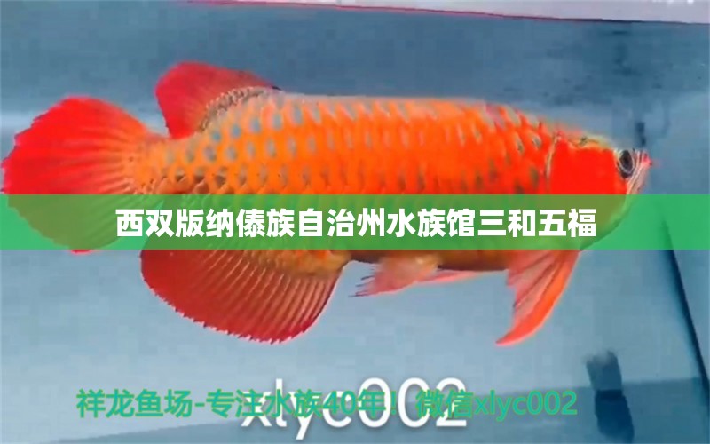 西雙版納傣族自治州水族館三和五福