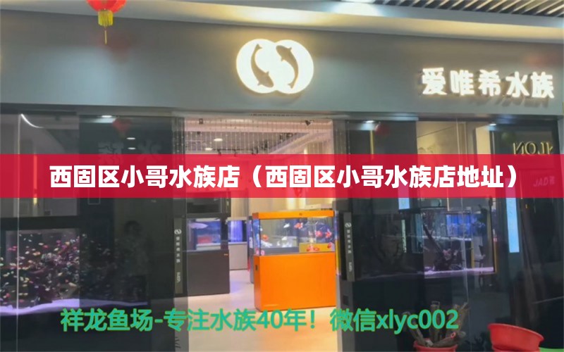 西固區(qū)小哥水族店（西固區(qū)小哥水族店地址）