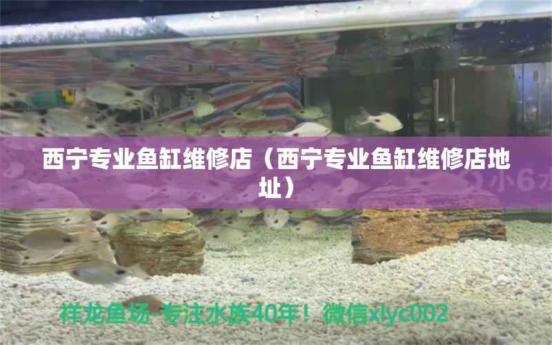 西寧專業(yè)魚缸維修店（西寧專業(yè)魚缸維修店地址）