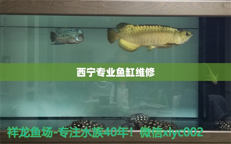 西寧專業(yè)魚缸維修