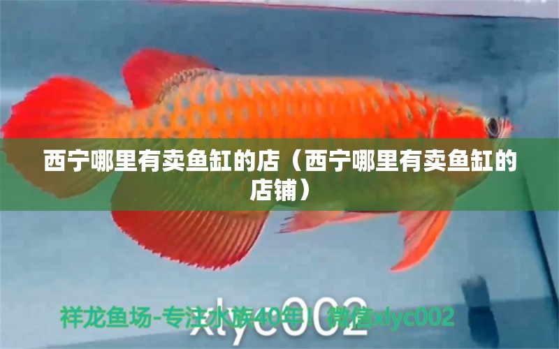 西寧哪里有賣魚缸的店（西寧哪里有賣魚缸的店鋪） 其他品牌魚缸