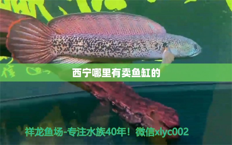 西寧哪里有賣魚缸的