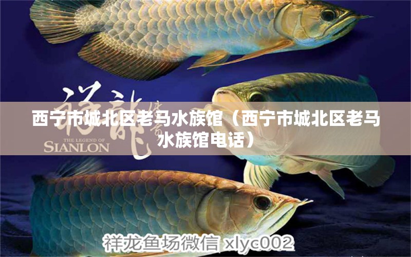 西寧市城北區(qū)老馬水族館（西寧市城北區(qū)老馬水族館電話）