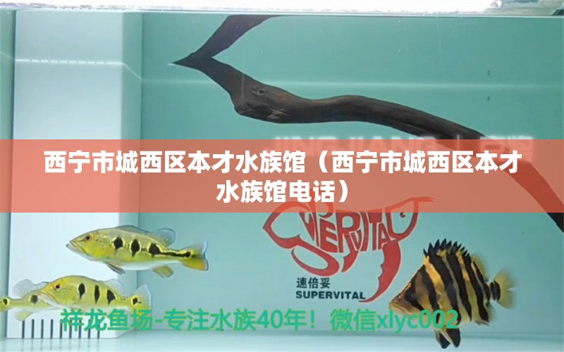 西寧市城西區(qū)本才水族館（西寧市城西區(qū)本才水族館電話）