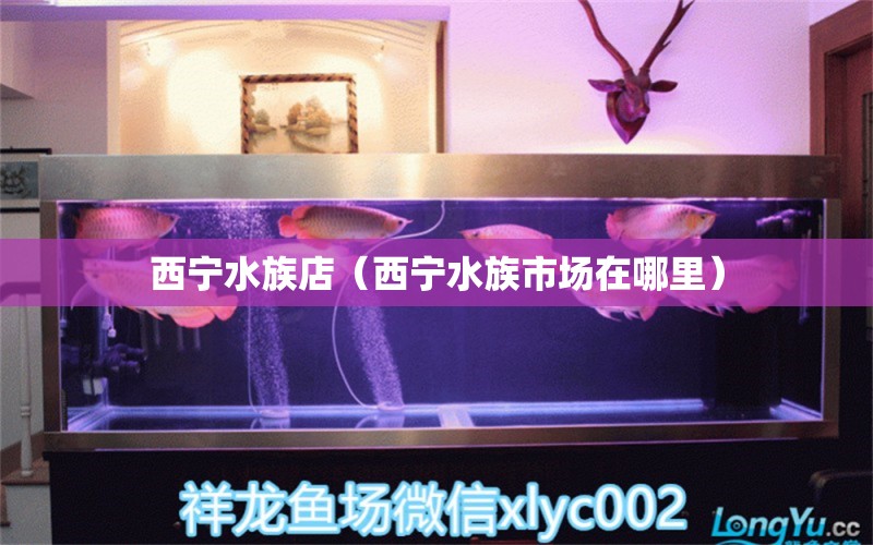 西寧水族店（西寧水族市場(chǎng)在哪里） 觀賞魚(yú)市場(chǎng)