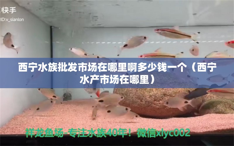 西寧水族批發(fā)市場(chǎng)在哪里啊多少錢一個(gè)（西寧水產(chǎn)市場(chǎng)在哪里） 刀魚(yú)魚(yú) 第1張