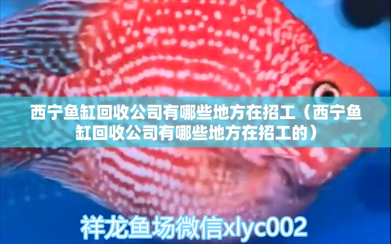 西寧魚(yú)缸回收公司有哪些地方在招工（西寧魚(yú)缸回收公司有哪些地方在招工的） 白玉紅龍魚(yú)