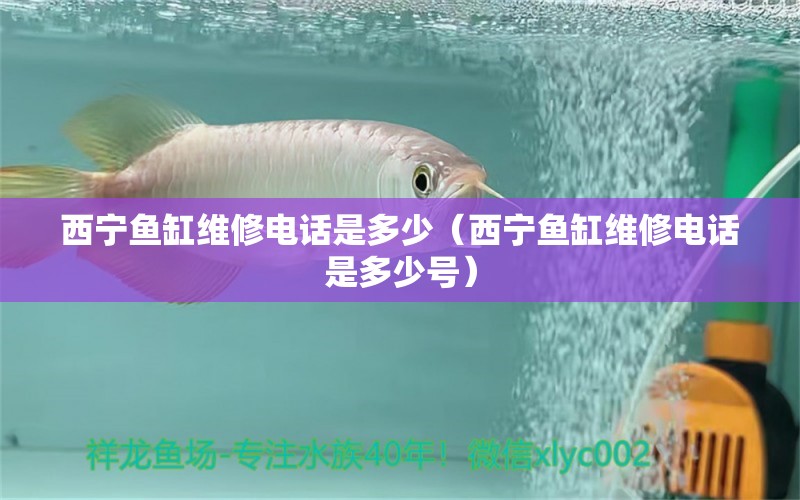 西寧魚(yú)缸維修電話是多少（西寧魚(yú)缸維修電話是多少號(hào)）