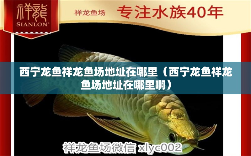 西寧龍魚祥龍魚場地址在哪里（西寧龍魚祥龍魚場地址在哪里?。? title=