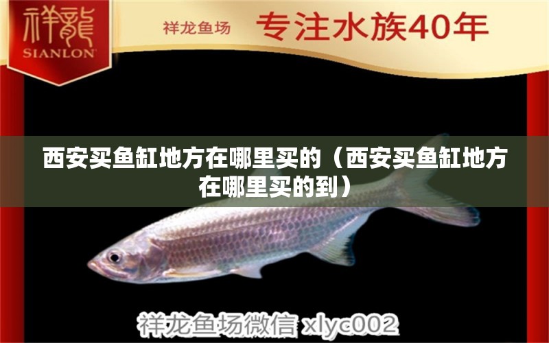 西安買魚缸地方在哪里買的（西安買魚缸地方在哪里買的到）