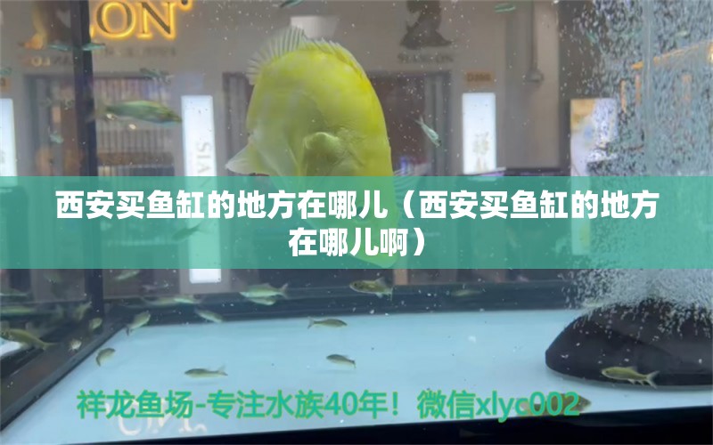 西安買魚(yú)缸的地方在哪兒（西安買魚(yú)缸的地方在哪兒?。?印尼四紋虎