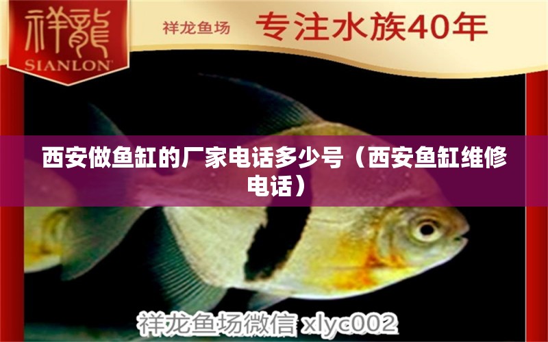 西安做魚缸的廠家電話多少號(hào)（西安魚缸維修電話） 夢幻雷龍魚