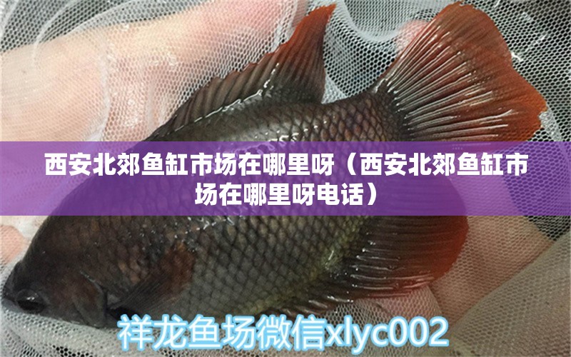 西安北郊魚缸市場在哪里呀（西安北郊魚缸市場在哪里呀電話）