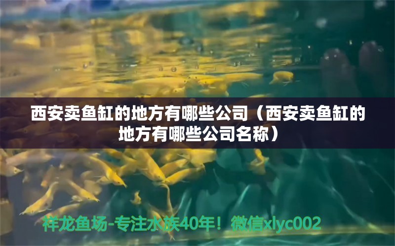 西安賣魚缸的地方有哪些公司（西安賣魚缸的地方有哪些公司名稱） 錦鯉魚