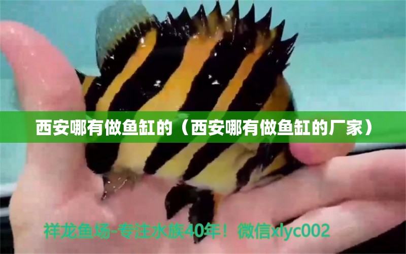 西安哪有做魚(yú)缸的（西安哪有做魚(yú)缸的廠家）