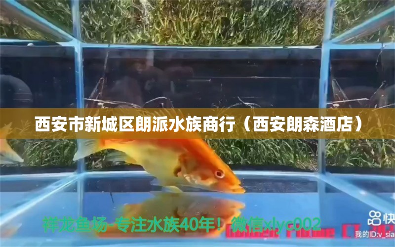 西安市新城區(qū)朗派水族商行（西安朗森酒店）