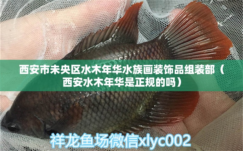 西安市未央?yún)^(qū)水木年華水族畫裝飾品組裝部（西安水木年華是正規(guī)的嗎）