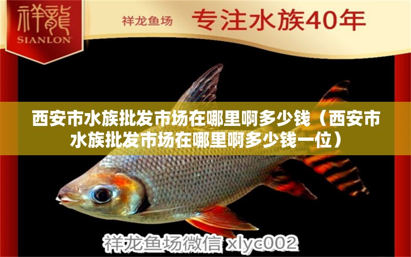 西安市水族批發(fā)市場(chǎng)在哪里啊多少錢（西安市水族批發(fā)市場(chǎng)在哪里啊多少錢一位）