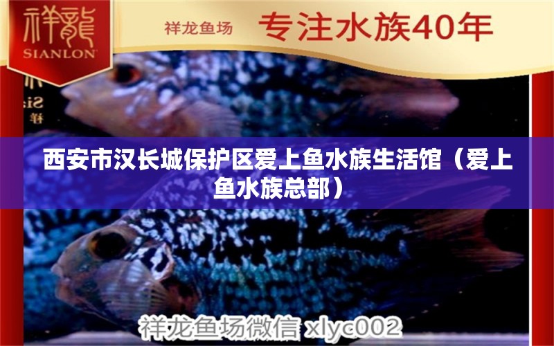 西安市漢長(zhǎng)城保護(hù)區(qū)愛上魚水族生活館（愛上魚水族總部）