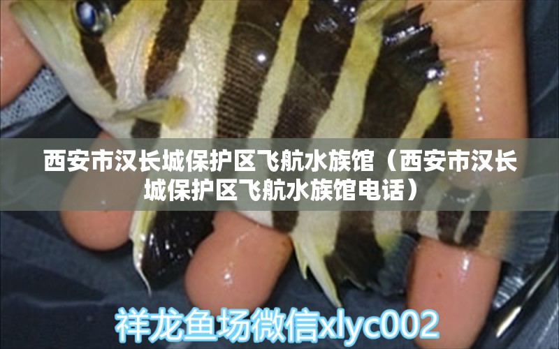 西安市漢長城保護(hù)區(qū)飛航水族館（西安市漢長城保護(hù)區(qū)飛航水族館電話） 全國水族館企業(yè)名錄