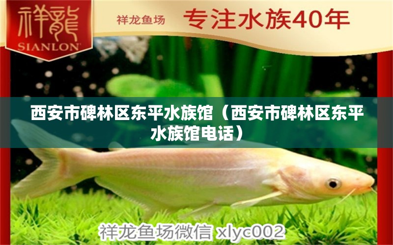 西安市碑林區(qū)東平水族館（西安市碑林區(qū)東平水族館電話） 全國水族館企業(yè)名錄