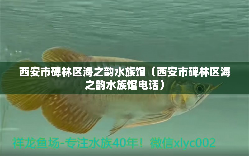 西安市碑林區(qū)海之韻水族館（西安市碑林區(qū)海之韻水族館電話）