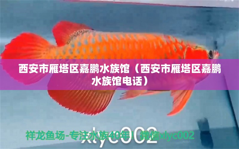 西安市雁塔區(qū)嘉鵬水族館（西安市雁塔區(qū)嘉鵬水族館電話） 全國水族館企業(yè)名錄