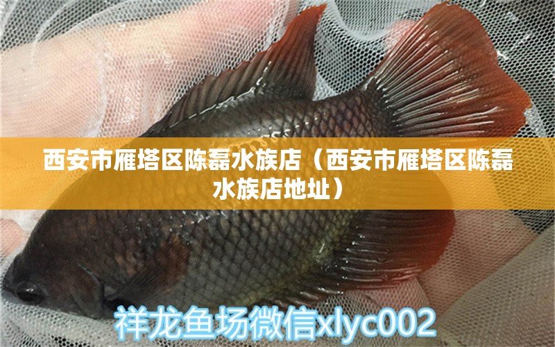 西安市雁塔區(qū)陳磊水族店（西安市雁塔區(qū)陳磊水族店地址） 全國水族館企業(yè)名錄