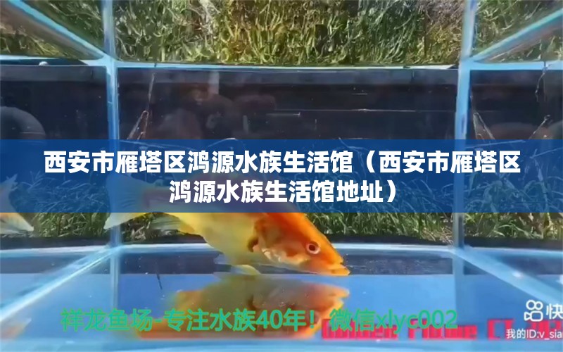 西安市雁塔區(qū)鴻源水族生活館（西安市雁塔區(qū)鴻源水族生活館地址）