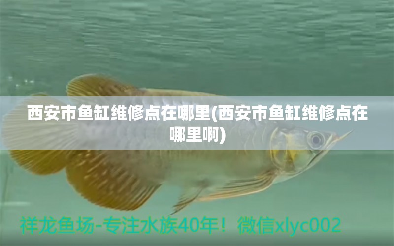 西安市魚缸維修點(diǎn)在哪里(西安市魚缸維修點(diǎn)在哪里啊) 紅尾平克魚