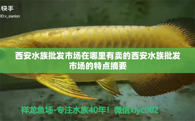 西安水族批發(fā)市場在哪里有賣的西安水族批發(fā)市場的特點摘要 觀賞魚水族批發(fā)市場