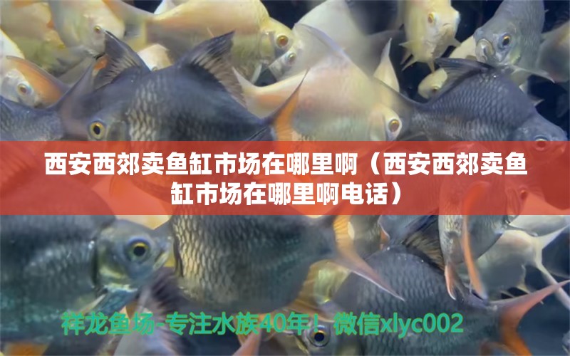 西安西郊賣魚缸市場在哪里?。ㄎ靼参鹘假u魚缸市場在哪里啊電話） 紅老虎魚