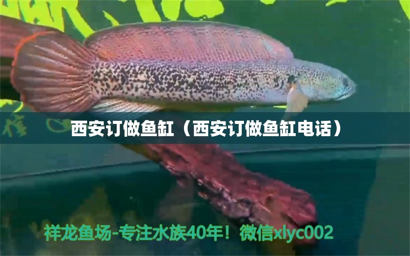 西安訂做魚缸（西安訂做魚缸電話） 祥龍水族醫(yī)院