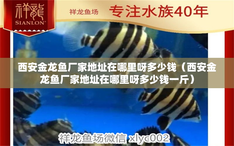 西安金龍魚廠家地址在哪里呀多少錢（西安金龍魚廠家地址在哪里呀多少錢一斤） 薩伊藍(lán)魚