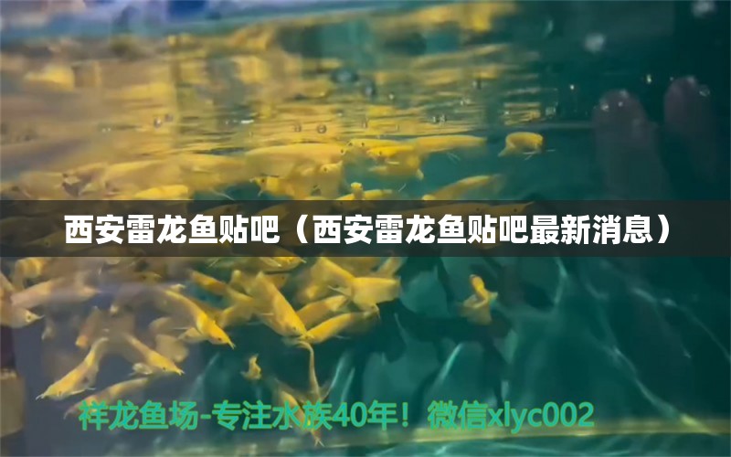 西安雷龍魚貼吧（西安雷龍魚貼吧最新消息）