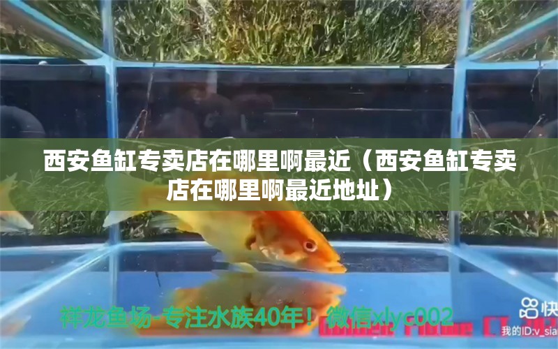 西安魚缸專賣店在哪里啊最近（西安魚缸專賣店在哪里啊最近地址）