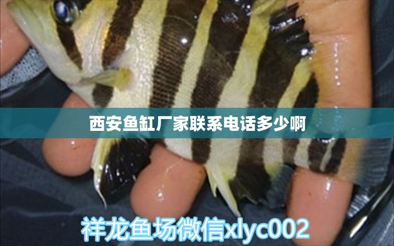 西安魚(yú)缸廠家聯(lián)系電話(huà)多少啊