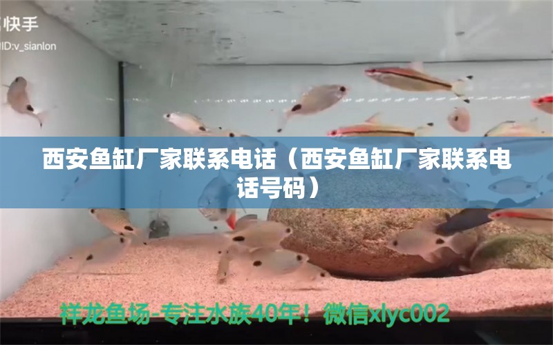 西安魚缸廠家聯(lián)系電話（西安魚缸廠家聯(lián)系電話號碼） 祥龍水族醫(yī)院