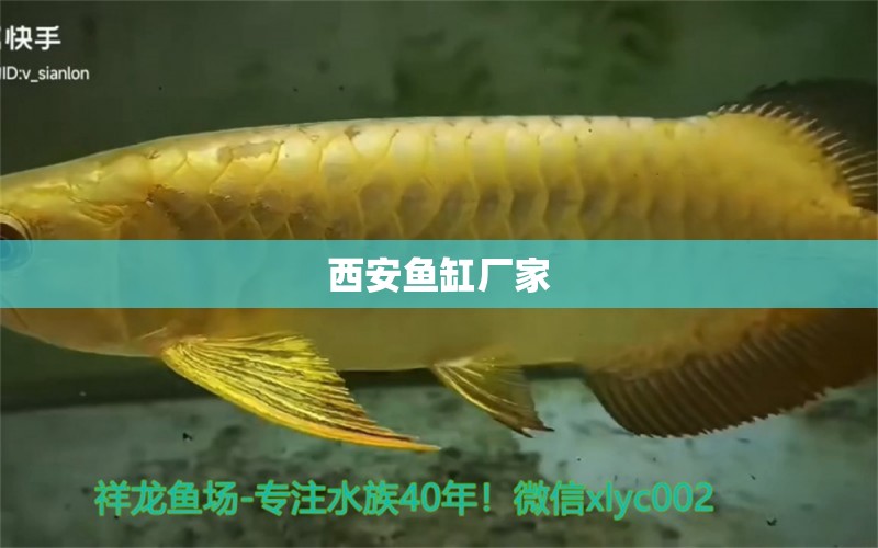 西安魚缸廠家