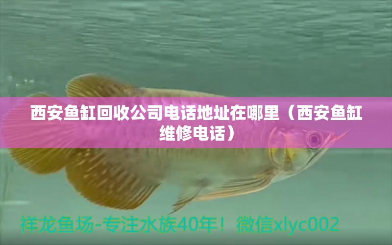 西安魚缸回收公司電話地址在哪里（西安魚缸維修電話）