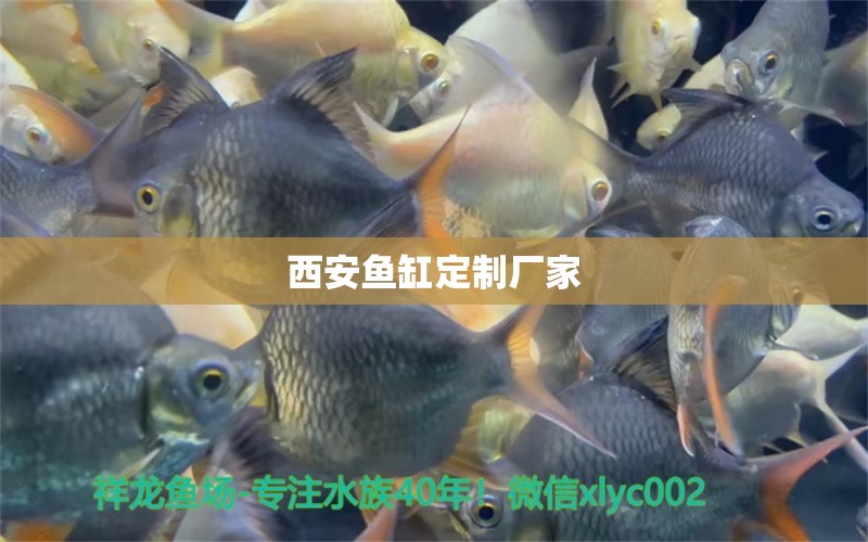 西安魚缸定制廠家 其他品牌魚缸