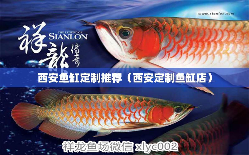 西安魚缸定制推薦（西安定制魚缸店）