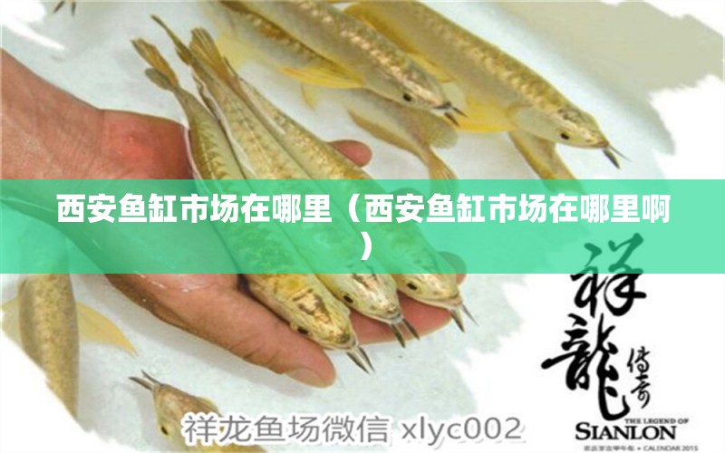 西安魚缸市場在哪里（西安魚缸市場在哪里?。?其他品牌魚缸