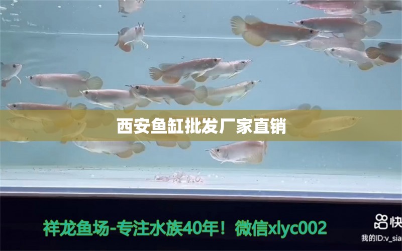 西安魚(yú)缸批發(fā)廠家直銷 祥龍魚(yú)場(chǎng)